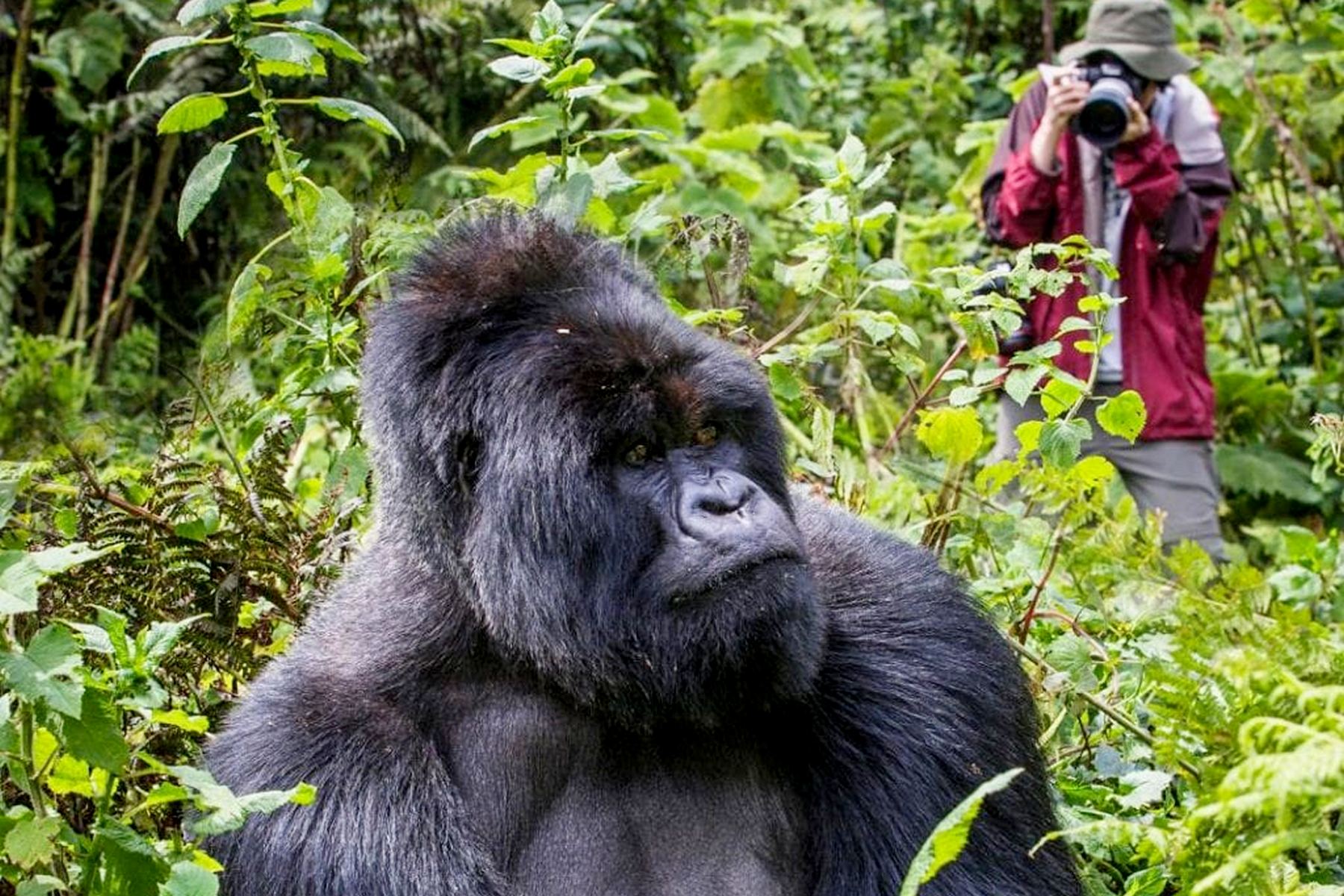Cost of 8 Days Uganda safari vacation holiday tour 